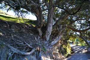 MT-MAUNGANUI(023)
